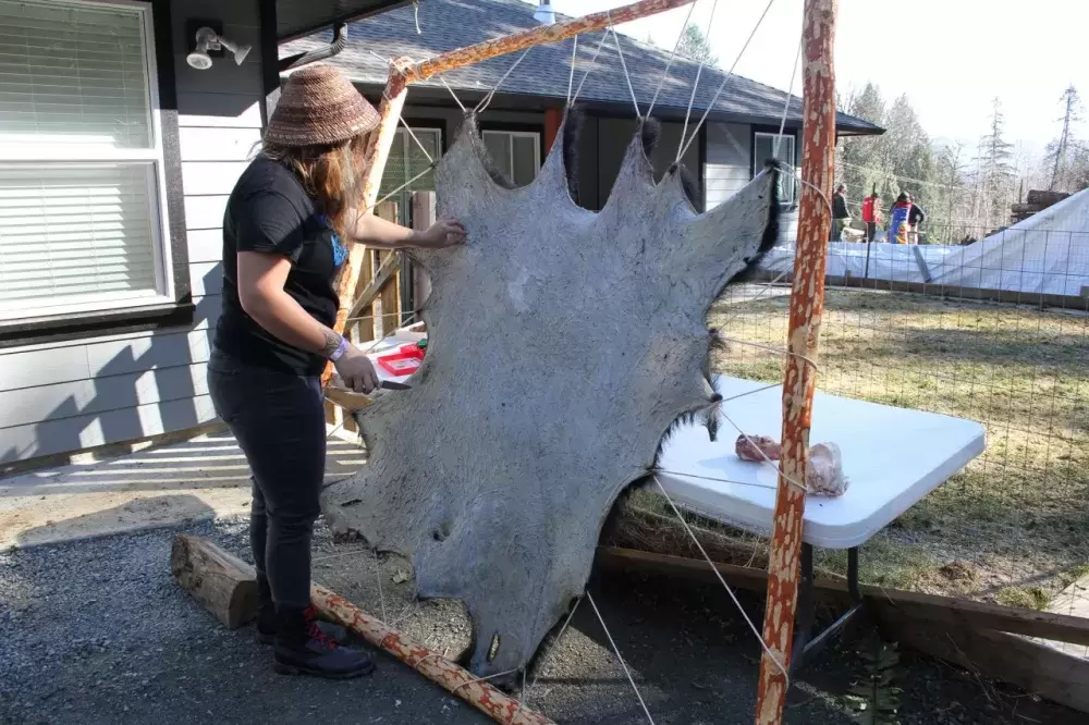 Traditional bear hide tanning demonstrated for youth HaShilthSa